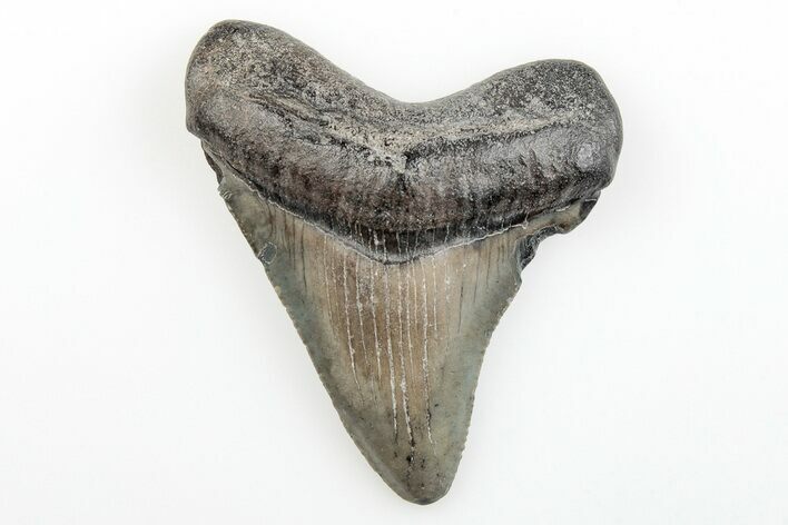Juvenile Megalodon Tooth - South Carolina #196089